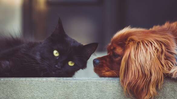 dog-2606759 1920 StockSnap